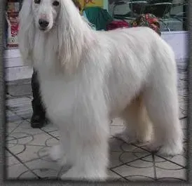 阿富汗猎犬|训练阿富汗猎犬离不开哪些工具