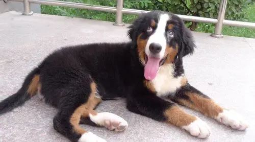 伯恩山犬寿命有多长 寿命最短的狗狗 | 伯恩山犬