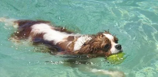 查理士王小猎犬如何训练 学好规矩才能适应生活 | 查理士王小猎犬