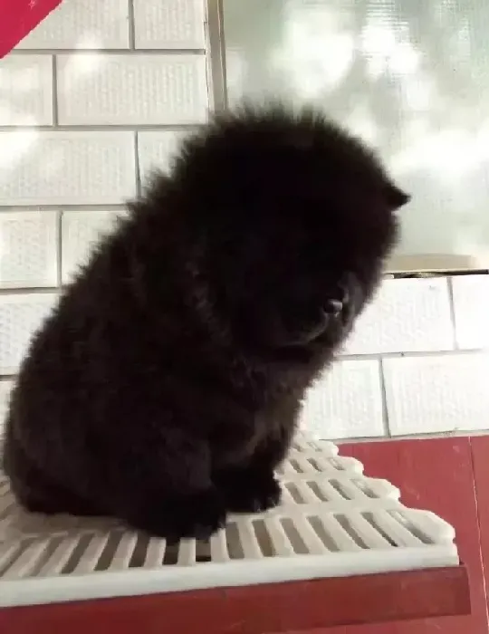 松狮犬|松狮犬身上有很多皮屑瘙痒是什么原因