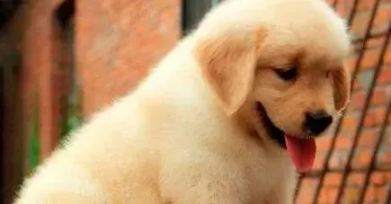 金毛|金毛犬最近两天拉稀咳嗽如何是好