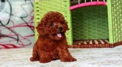 泰迪犬|让泰迪犬一直保持美丽要怎样做