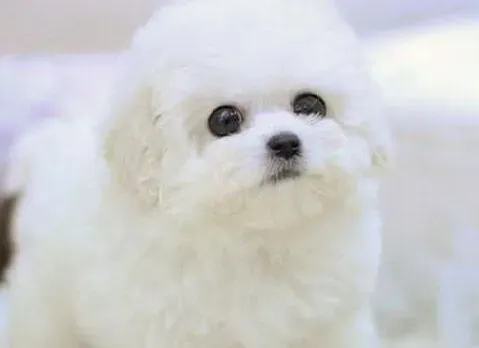 比熊犬|训练方法大集合 如何让比熊犬学会拒食