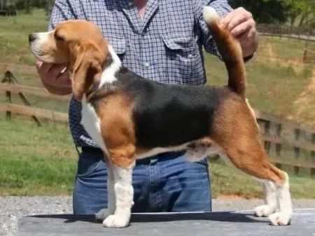 比格犬|比格犬缺少不同的维生素会有哪些异常反应