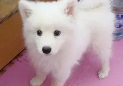 银狐犬|五个月的银狐犬吃冠能狗粮每顿吃多少呢
