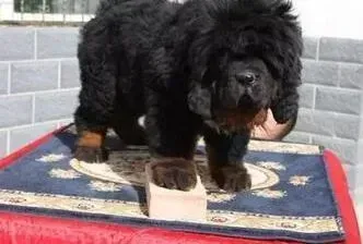 藏獒|刚买回家七天的藏獒得了犬瘟怎么治疗