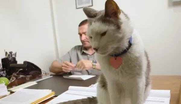 超专业的房仲猫咪 不仅接待客人还会陪签约