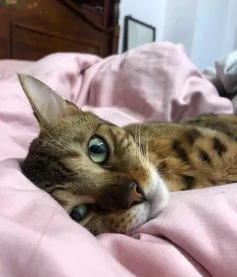 只是去上个班 豹猫闹脾气实力超萌撒娇 | 狗