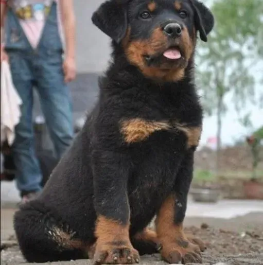 罗威纳犬|母罗威纳犬产后为什么不让小狗崽吃奶