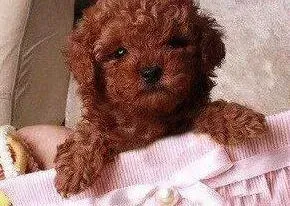 贵宾犬|你是否真正的了解贵宾犬的内心世界