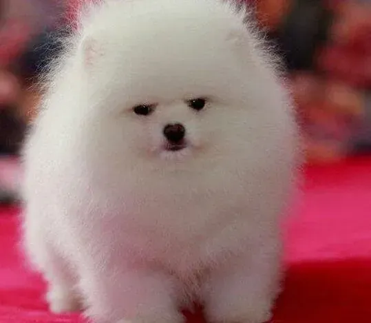 博美犬|博美犬前腿有点发抖后腿也不直怎么回事