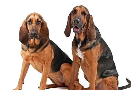 寻血猎犬有几种 一般把猎犬分为三大类 | 寻血猎犬