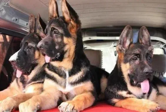 德国牧羊犬|德国牧羊犬退烧后一直不吃东西怎么办