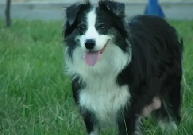 边境牧羊犬|边境牧羊犬最佳训练时机及要点有哪些