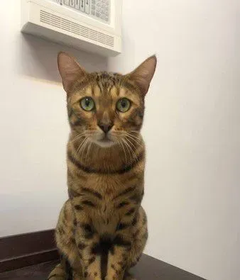 只是去上个班 豹猫闹脾气实力超萌撒娇 | 狗