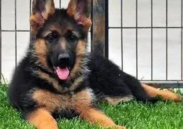 德国牧羊犬|德国牧羊犬吃什么更有营养 大家给点意见
