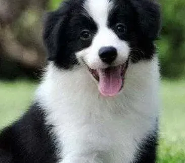 边境牧羊犬|为边境牧羊犬修剪指甲的制胜法宝