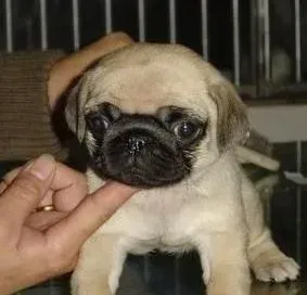 巴哥犬|巴哥犬耳朵里长小包 又红又痒怎么办