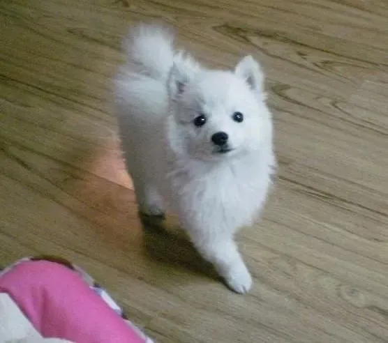银狐犬|启蒙课堂 如何消除银狐犬洗澡的阴影