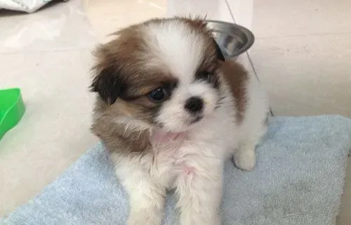 狗狗轻度瘫痪怎么办 要躺在有缓冲的垫子上 | 狗