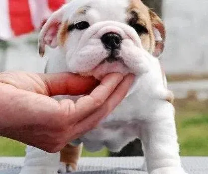 英国斗牛犬|斗牛犬一激动就会咳是不是发炎了