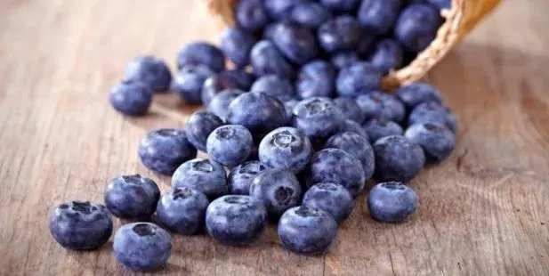 拉布拉多|抗氧、抗炎、抗衰老!吃蓝莓对拉布拉多犬好处多多