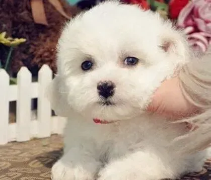 比熊犬|养护全攻略 比熊犬幼犬的养护方法大全