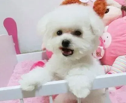 比熊犬|比熊犬经常咬自己的脚为什么呢 求答案