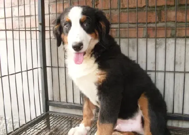 伯恩山犬|伯恩山犬出现呼吸急促的原因及处理方法