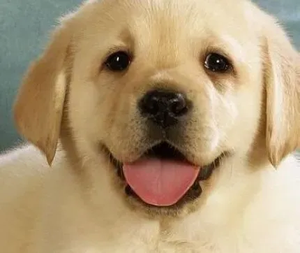 拉布拉多|如何合理的照顾年老的拉布拉多犬