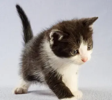 用什么给猫洗澡 猫咪专用的洗澡用具 | 猫