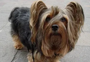 丝毛梗的形态特征 该犬体长略大于身高 | 丝毛梗