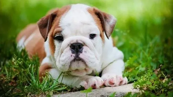 英国斗牛犬|英国斗牛犬便秘怎么办 英牛大便不正常的解决方法