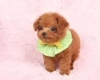 泰迪犬|泰迪犬吃完驱虫药呕吐不止如何是好