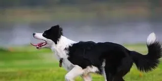 边境牧羊犬的特点  智商比其他狗要高 | 边境牧羊犬