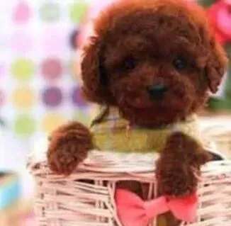 泰迪犬|狗尾蕴含千层意 泰迪犬尾巴的姿势代表哪些不同的意义