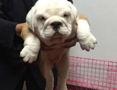 英国斗牛犬|母斗牛犬生完小斗牛犬不愿吃食怎么办