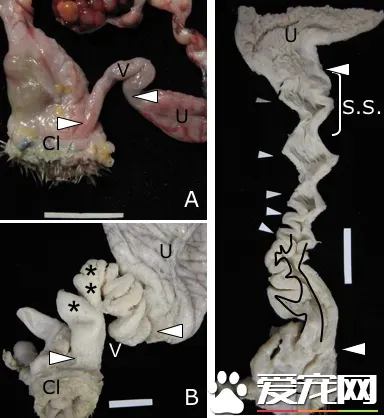 鸟怎么交配 对于绝大部分的鸟类是快枪手 | 鸟