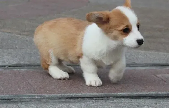 柯基犬|三个月的柯基犬嘴边掉毛，有皮屑什么情况