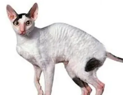 柯尼斯卷毛猫掉毛程度 换毛期掉毛较多 | 柯尼斯卷毛猫