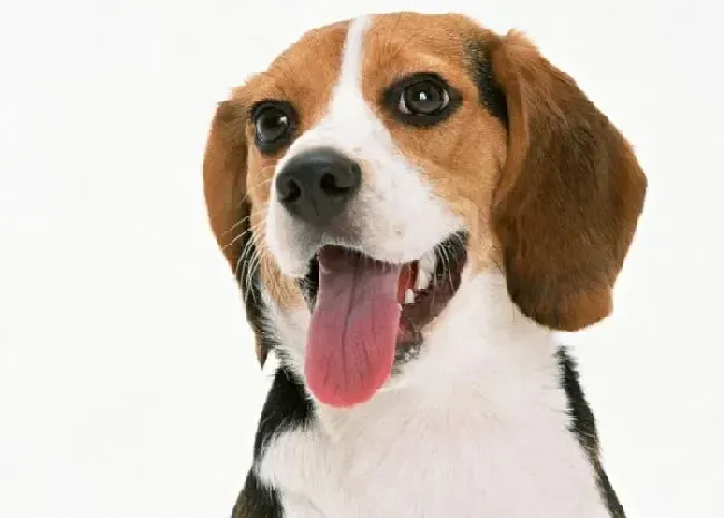 比格犬|比格犬患上关节炎的左前腿有点瘸怎么办