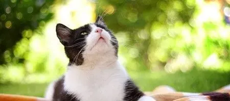 猫罐头喂多少 4月龄前的猫咪不能吃 | 猫