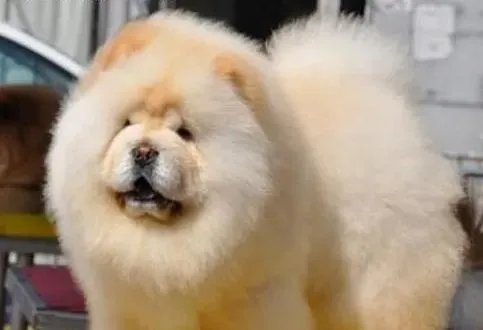 松狮犬|松狮犬的饮食介绍 怎样饲养松狮犬才是最健康的