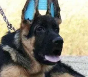 德国牧羊犬|我家德国牧羊犬拉肚子应怎么办