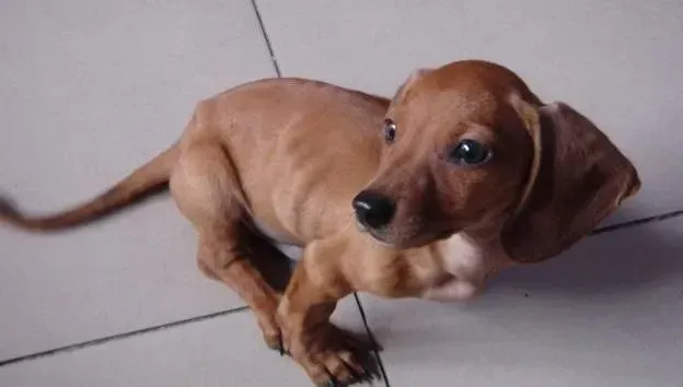 腊肠犬|养好腊肠犬在于一年四季