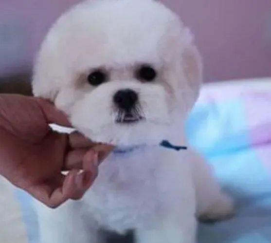 比熊犬|最适合比熊犬的运动量是多少
