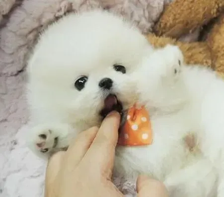 博美犬|博美犬身上有很多跳蚤如何消灭掉它们