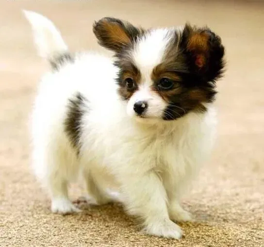 蝴蝶犬|怎样才能够让吵闹的蝴蝶犬变得安静