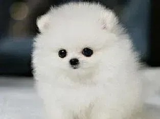 博美犬|我家博美犬患上窝里咳，只喝酸奶可以吗