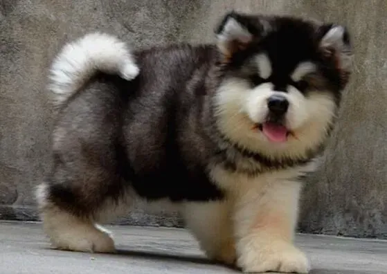 阿拉斯加犬|阿拉斯加犬注射完疫苗后吐了，不吃东西怎么办